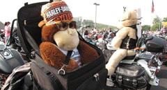 23rd annual Children's Caravan Teddy Bear Motorcycle Run